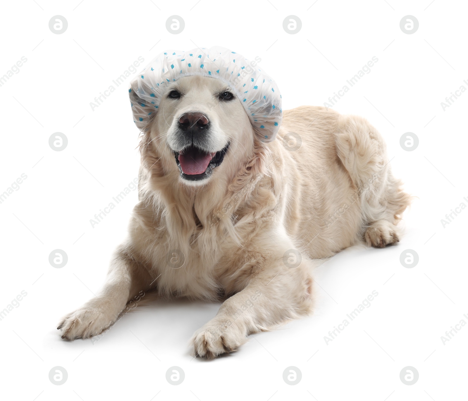 Photo of Cute funny dog in shower cap on white background