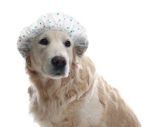 Photo of Cute funny dog in shower cap on white background