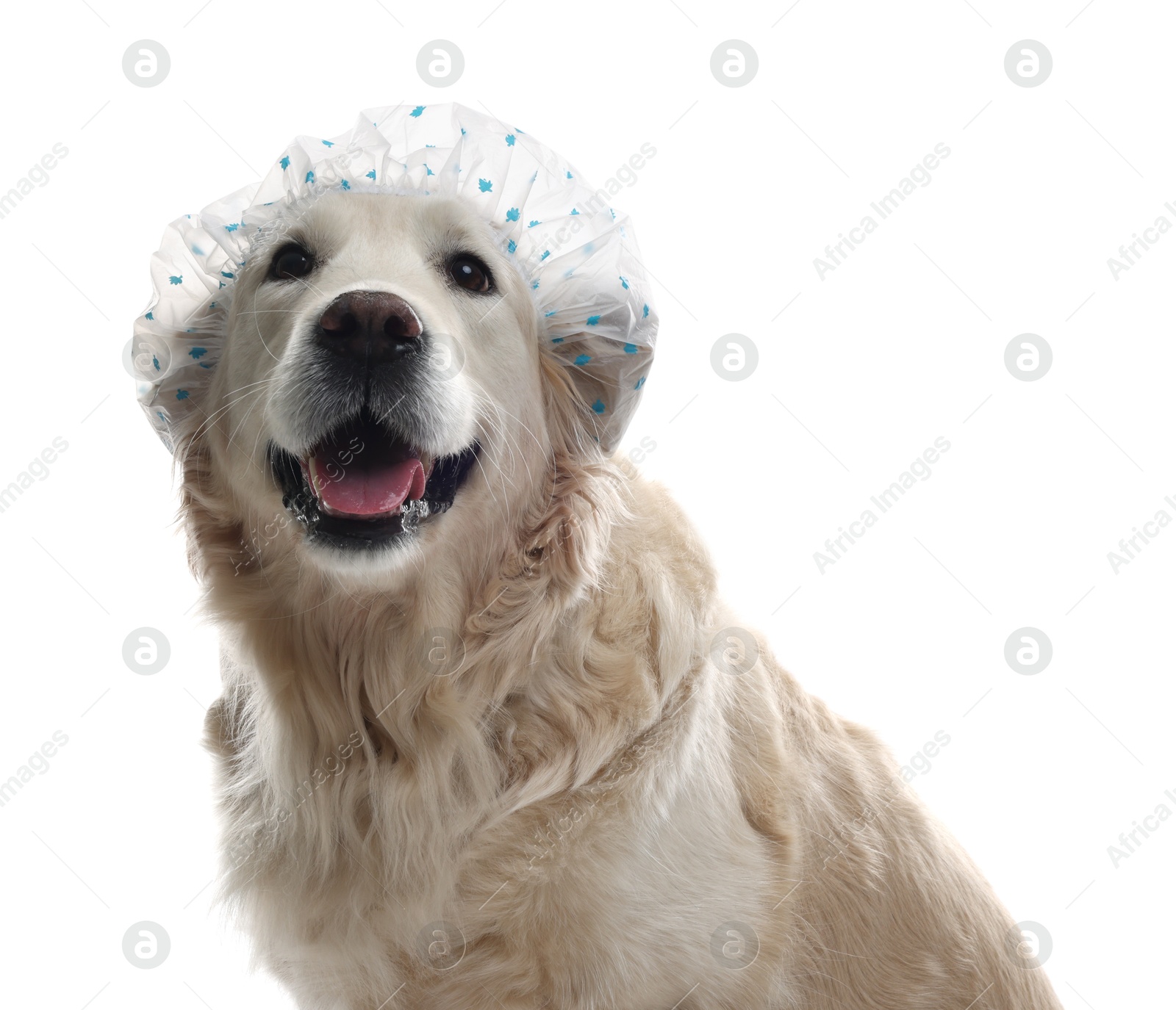 Photo of Cute funny dog in shower cap on white background