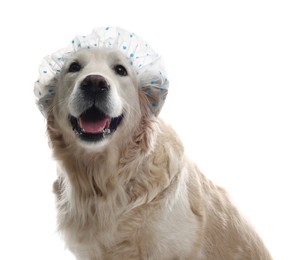 Photo of Cute funny dog in shower cap on white background