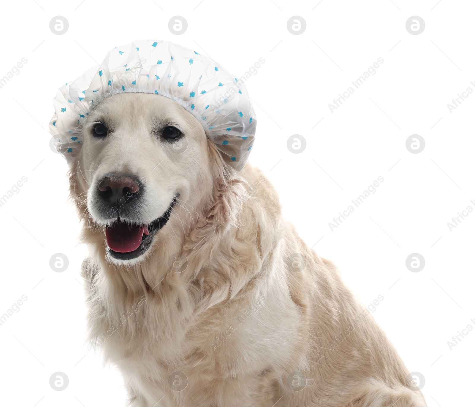 Photo of Cute funny dog in shower cap on white background