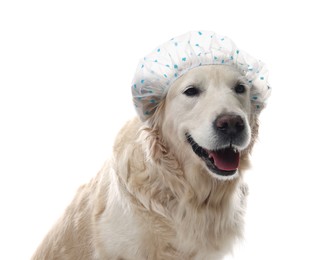 Photo of Cute funny dog in shower cap on white background