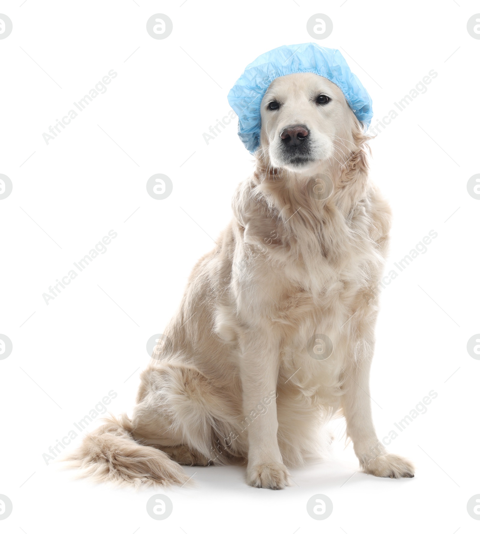 Photo of Cute dog in light blue shower cap on white background