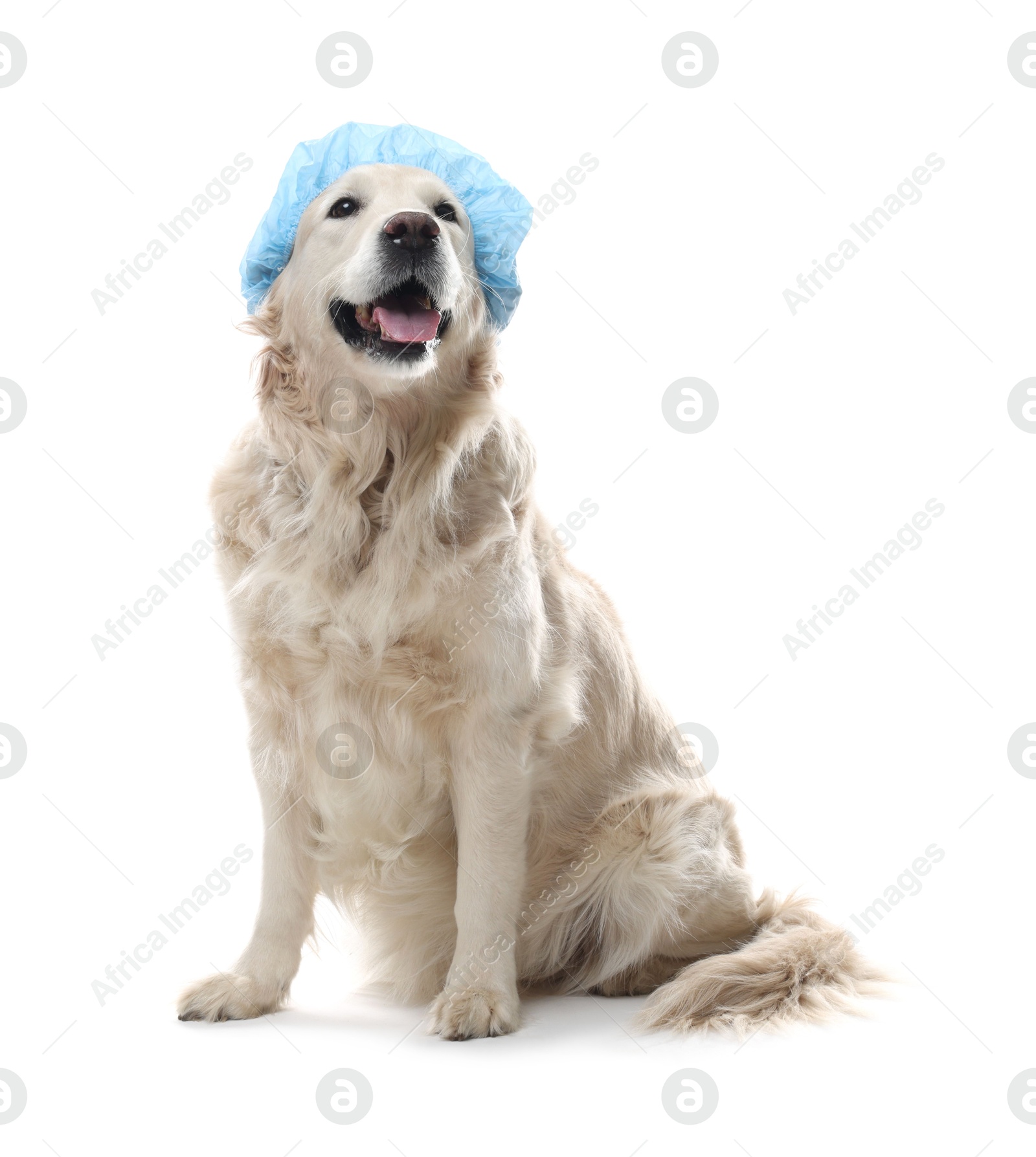 Photo of Cute dog in light blue shower cap on white background