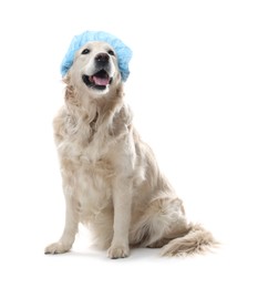 Photo of Cute dog in light blue shower cap on white background