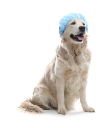 Photo of Cute dog in light blue shower cap on white background