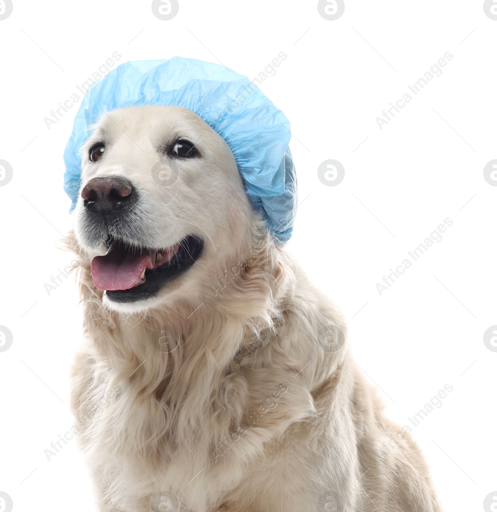 Photo of Cute dog in light blue shower cap on white background