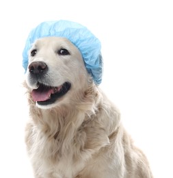 Photo of Cute dog in light blue shower cap on white background