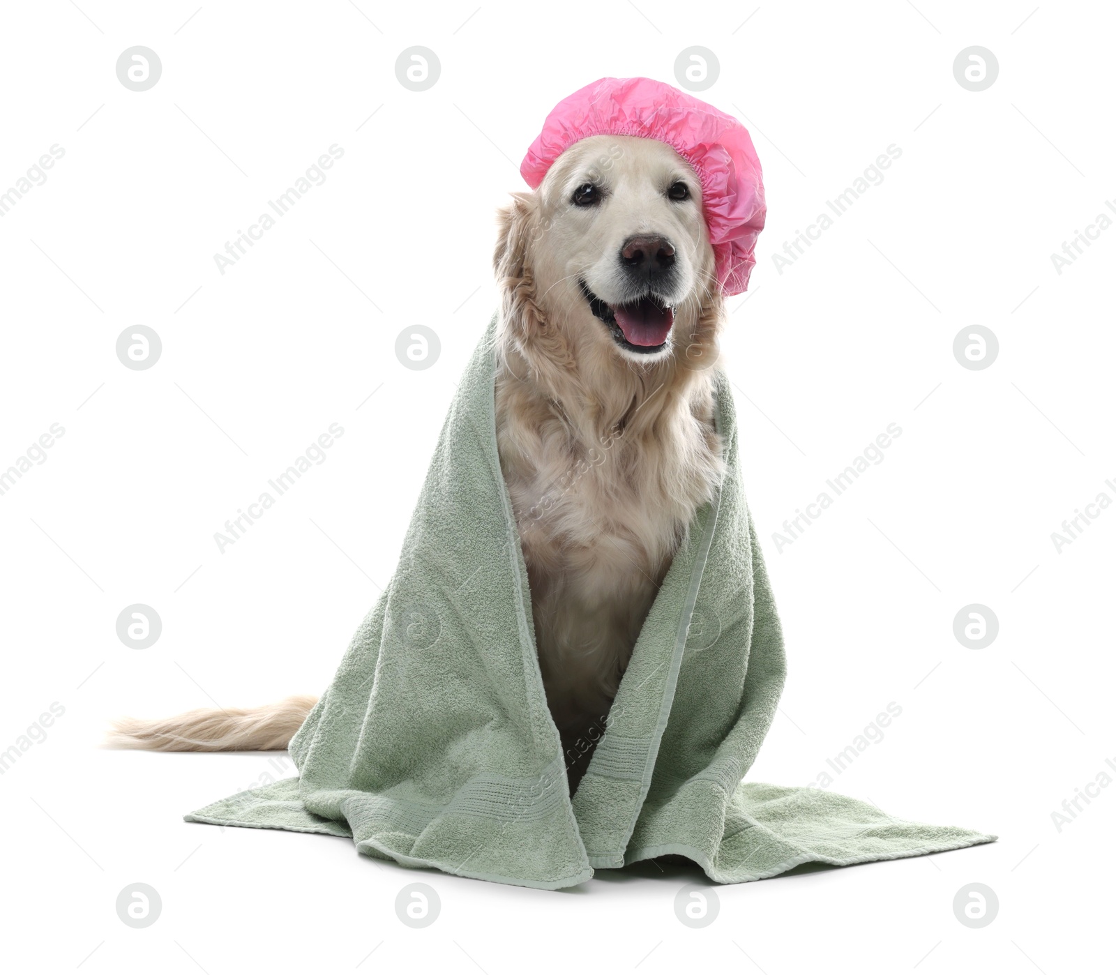 Photo of Cute dog with pink shower cap and towel on white background