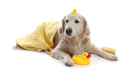 Photo of Cute funny dog with towel and toy ducks on white background