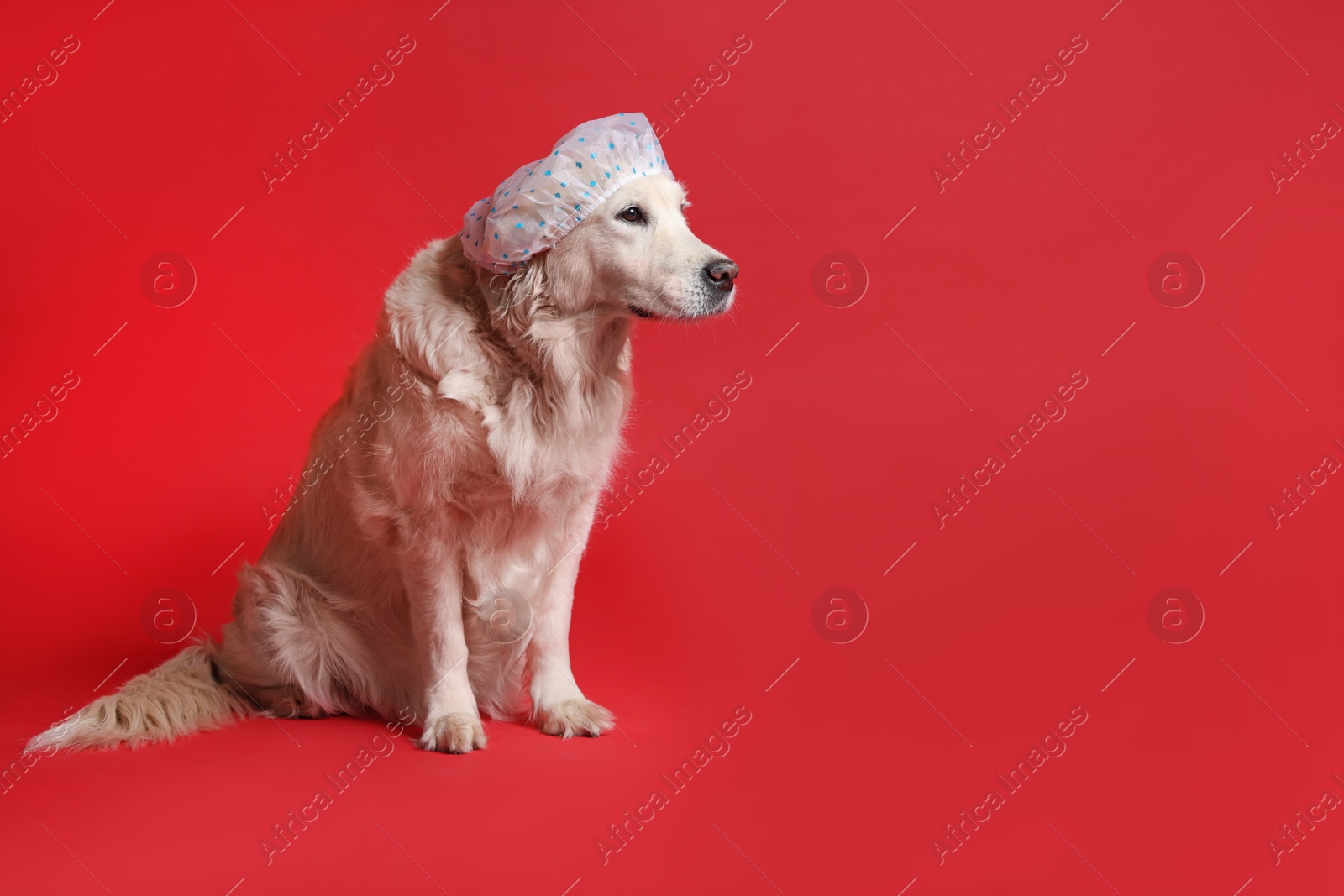 Photo of Cute funny dog in shower cap on red background. Space for text