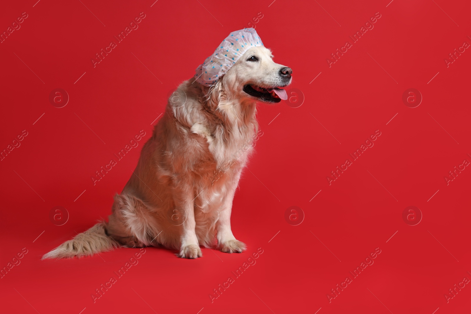 Photo of Cute funny dog in shower cap on red background. Space for text