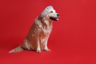 Photo of Cute funny dog in shower cap on red background. Space for text