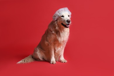 Photo of Cute funny dog in shower cap on red background