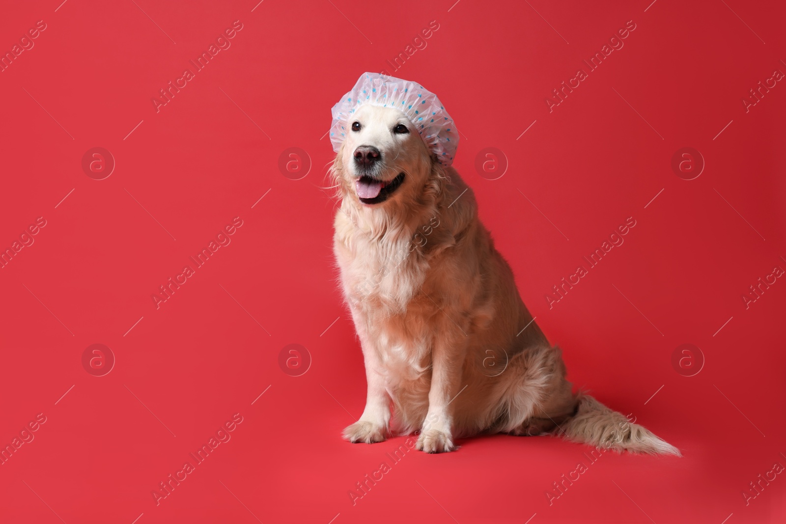 Photo of Cute funny dog in shower cap on red background. Space for text