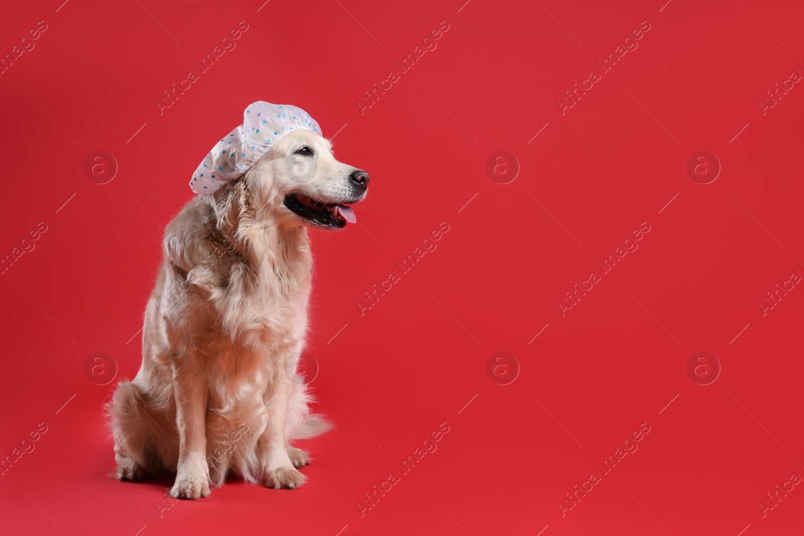 Photo of Cute funny dog in shower cap on red background. Space for text