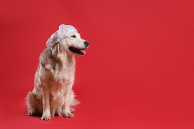 Photo of Cute funny dog in shower cap on red background. Space for text