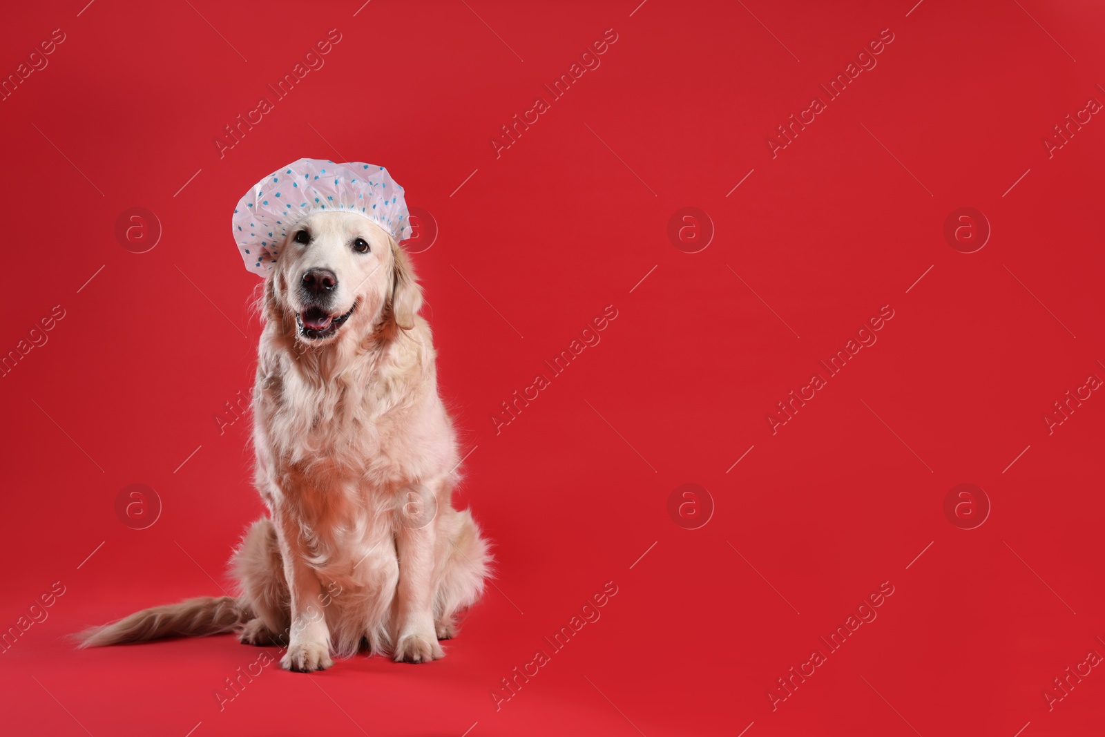 Photo of Cute funny dog in shower cap on red background. Space for text