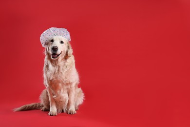 Photo of Cute funny dog in shower cap on red background. Space for text