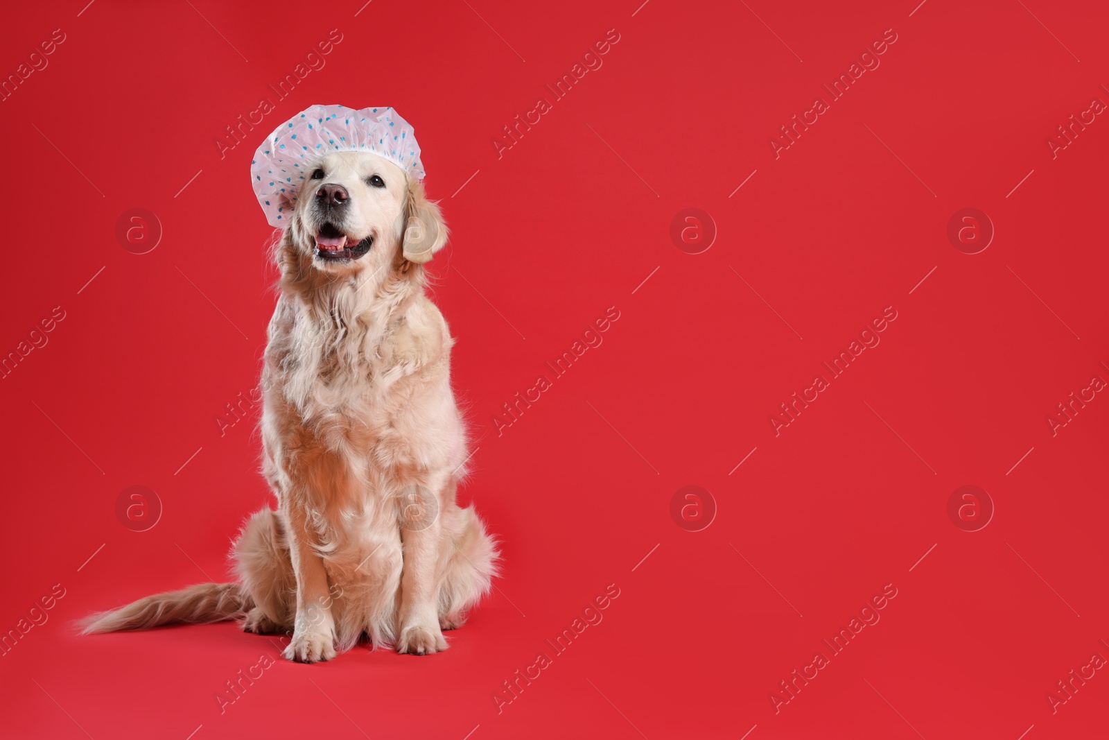 Photo of Cute funny dog in shower cap on red background. Space for text