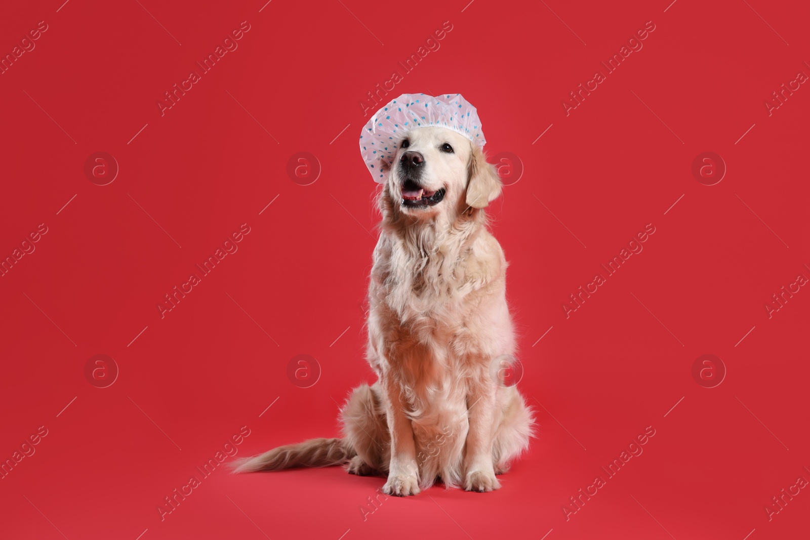 Photo of Cute funny dog in shower cap on red background