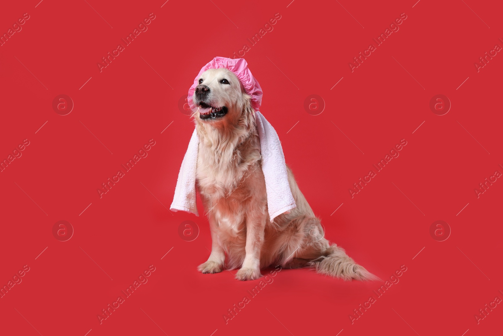 Photo of Cute funny dog with shower cap and towel on red background