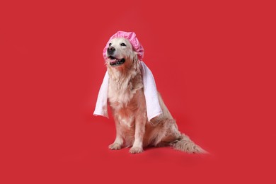 Photo of Cute funny dog with shower cap and towel on red background