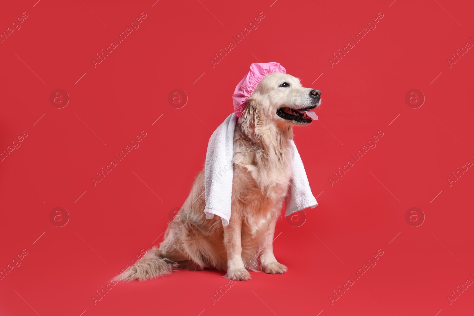 Photo of Cute funny dog with shower cap and towel on red background