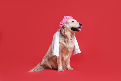 Photo of Cute funny dog with shower cap and towel on red background