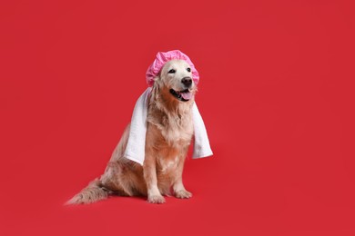 Photo of Cute funny dog with shower cap and towel on red background