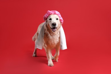 Photo of Cute funny dog with shower cap and towel on red background