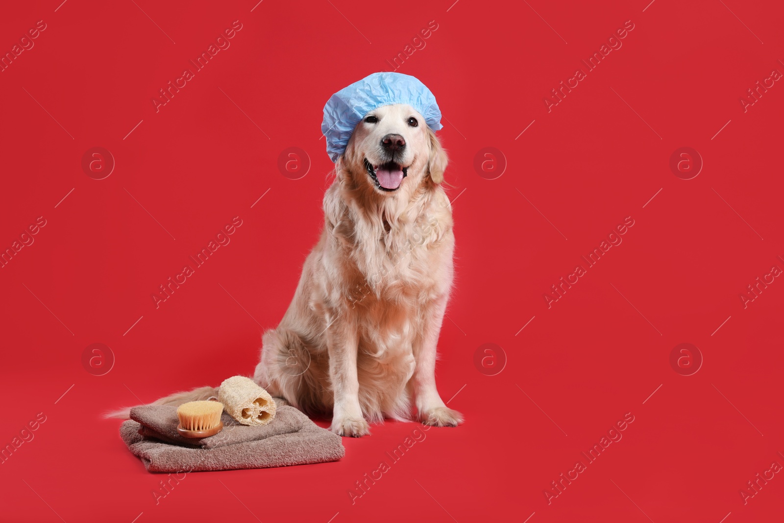 Photo of Cute dog with shower cap and other bath accessories on red background