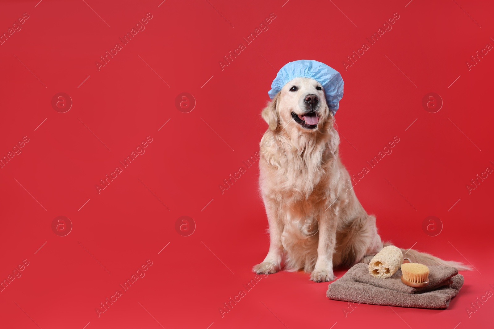 Photo of Cute dog with shower cap and other bath accessories on red background. Space for text