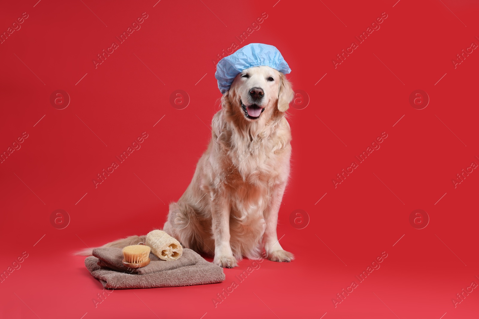 Photo of Cute dog with shower cap and other bath accessories on red background