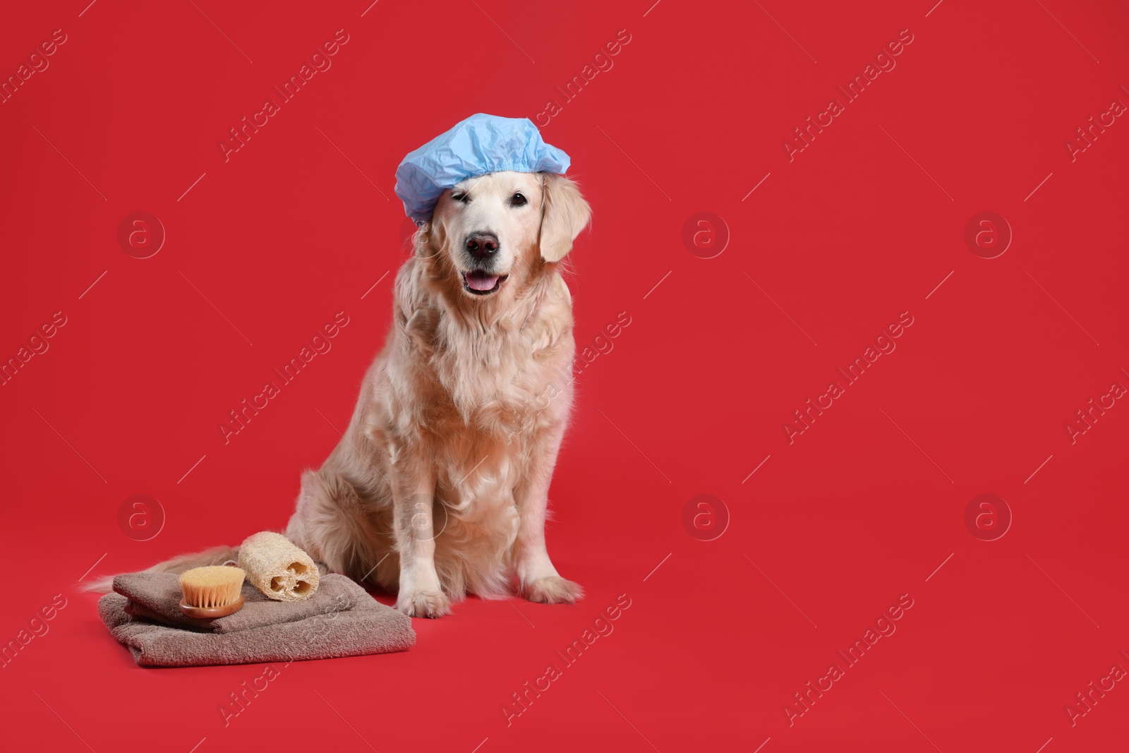 Photo of Cute dog with shower cap and other bath accessories on red background. Space for text