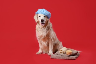 Photo of Cute dog with shower cap and other bath accessories on red background