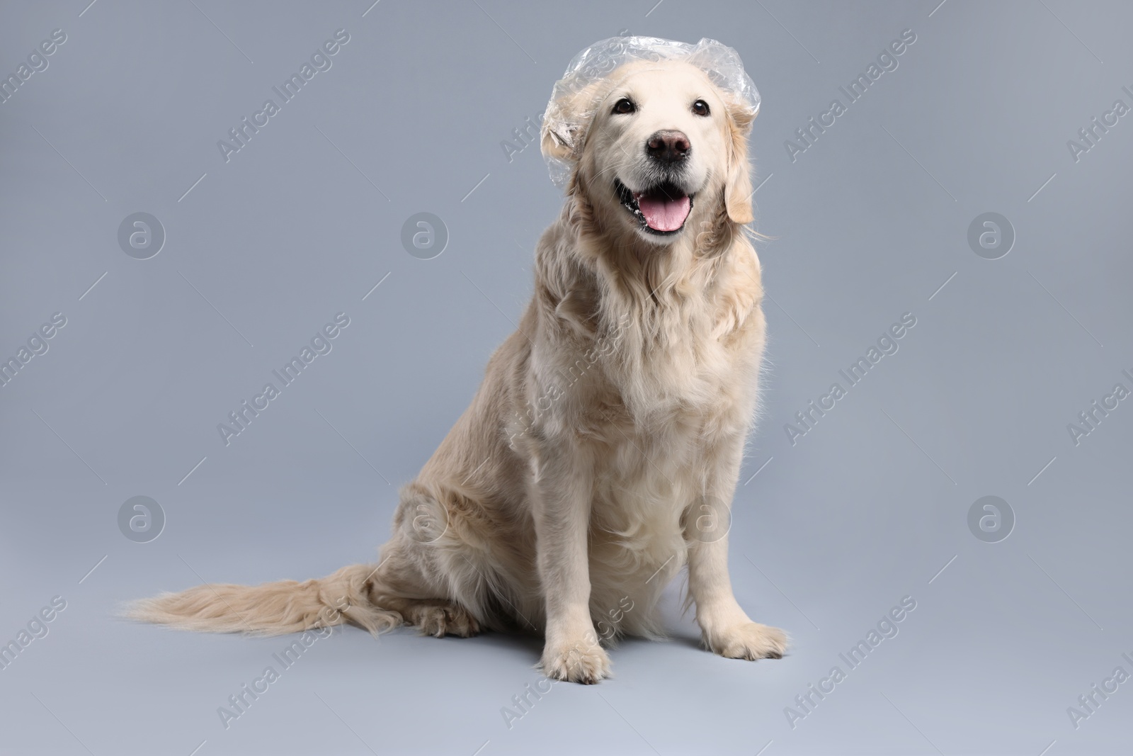 Photo of Cute funny dog with shower cap on grey background