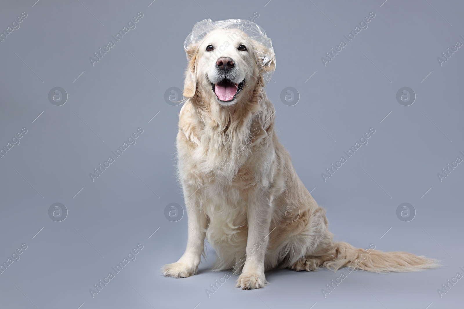 Photo of Cute funny dog with shower cap on grey background