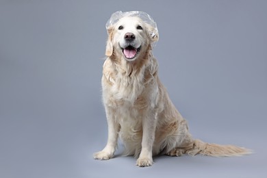 Photo of Cute funny dog with shower cap on grey background