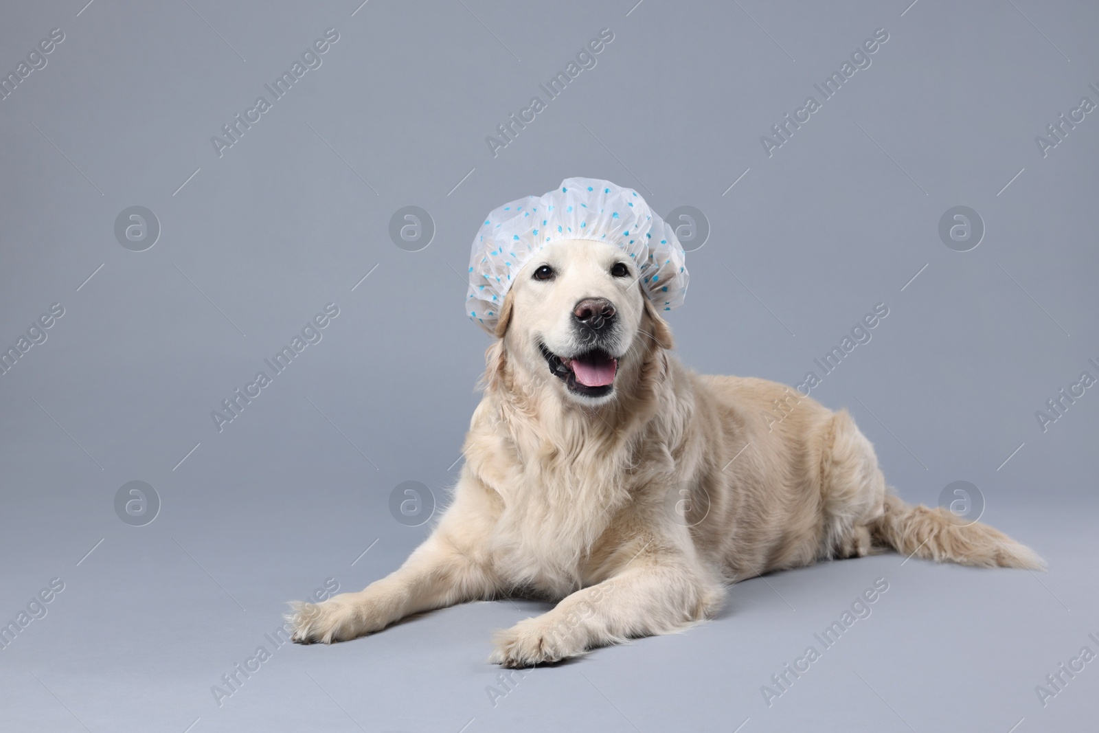 Photo of Cute funny dog with shower cap on grey background. Space for text