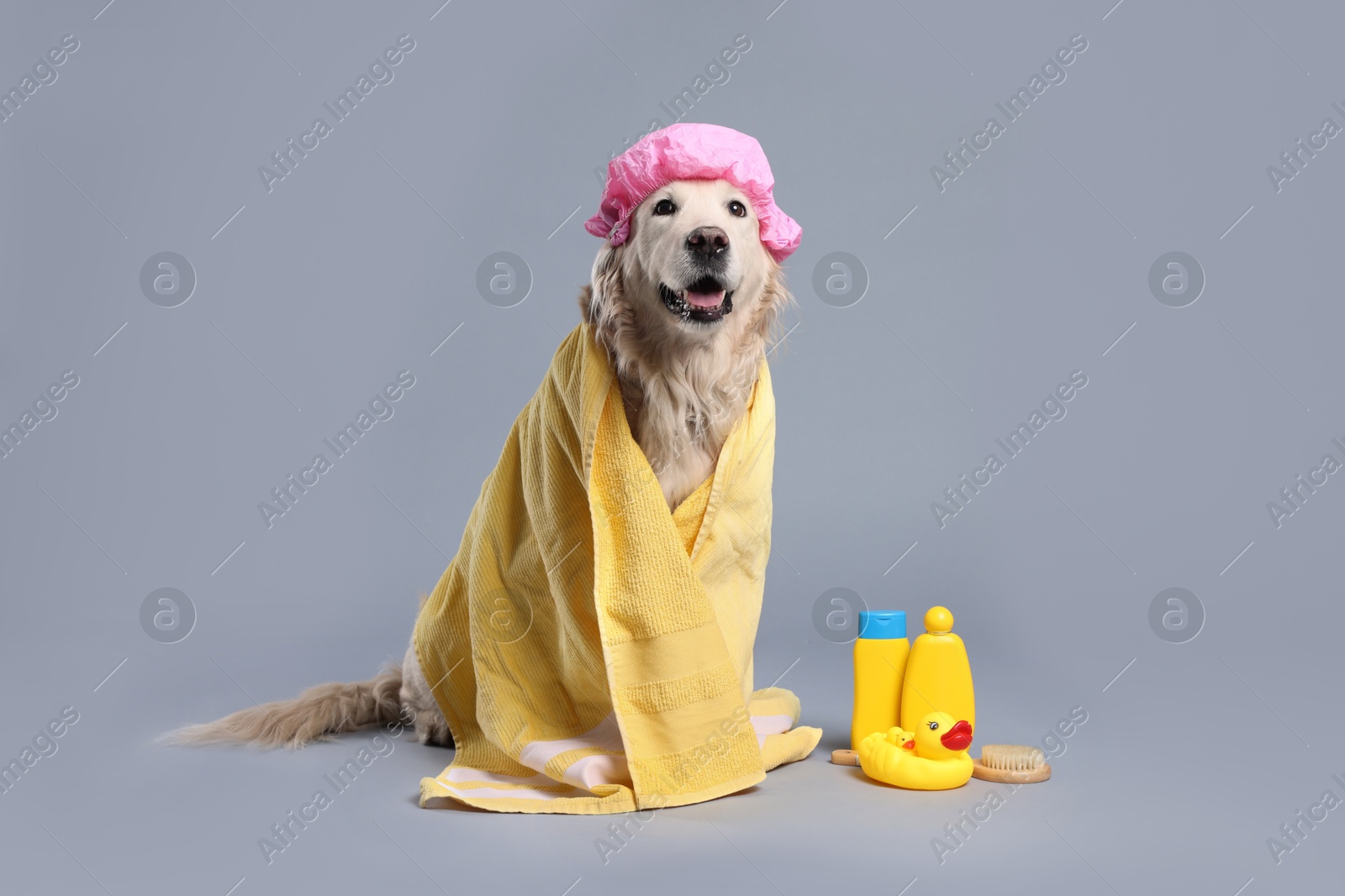 Photo of Cute dog with shower cap and other bath accessories on grey background