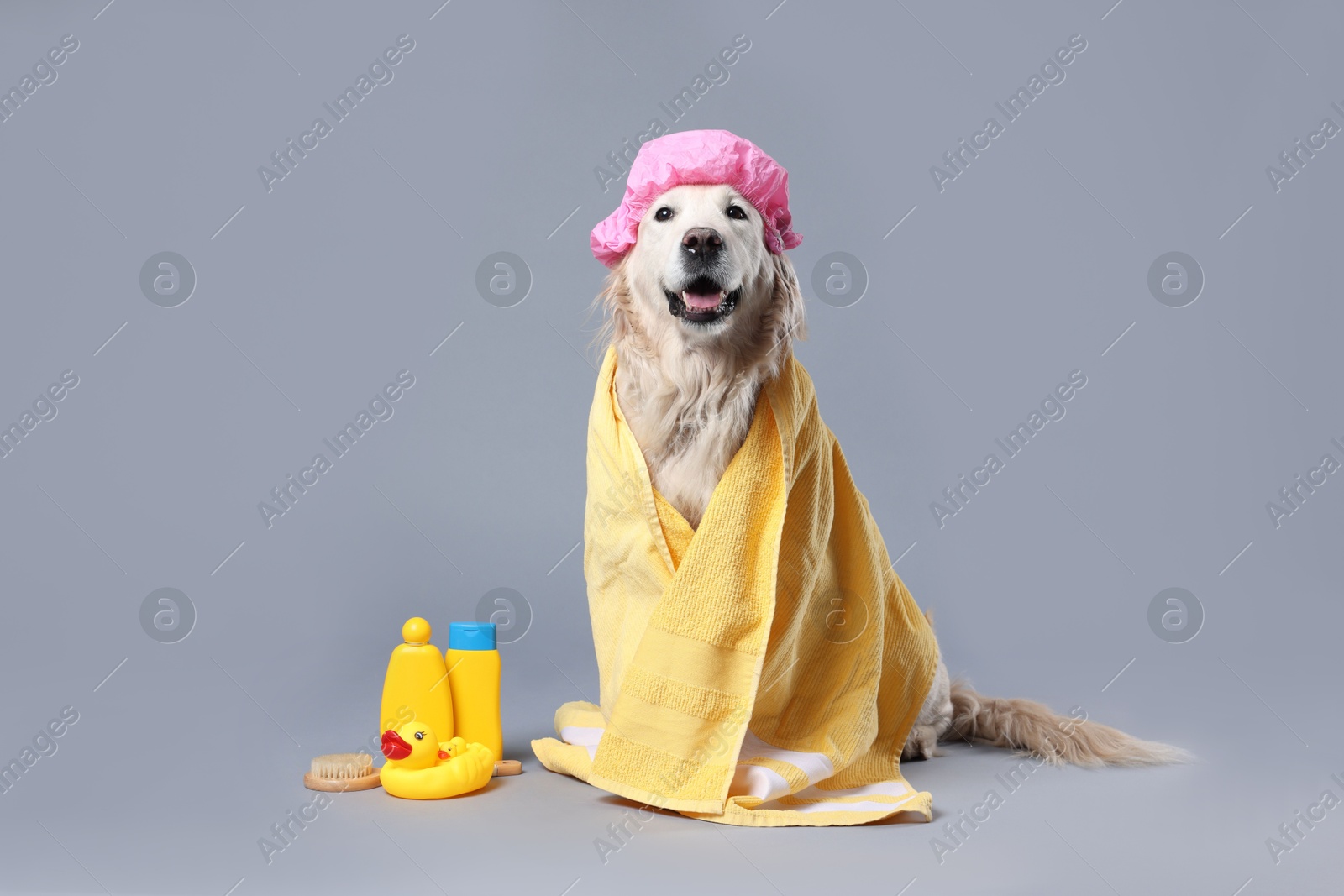 Photo of Cute dog with shower cap and other bath accessories on grey background