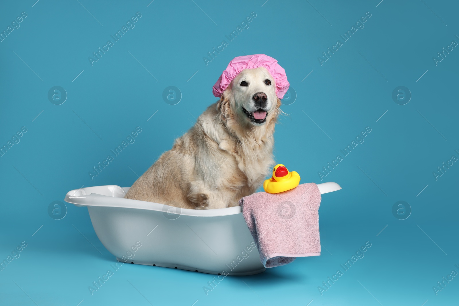 Photo of Cute dog with shower cap, towel and toy duck in small bathtub on light blue background