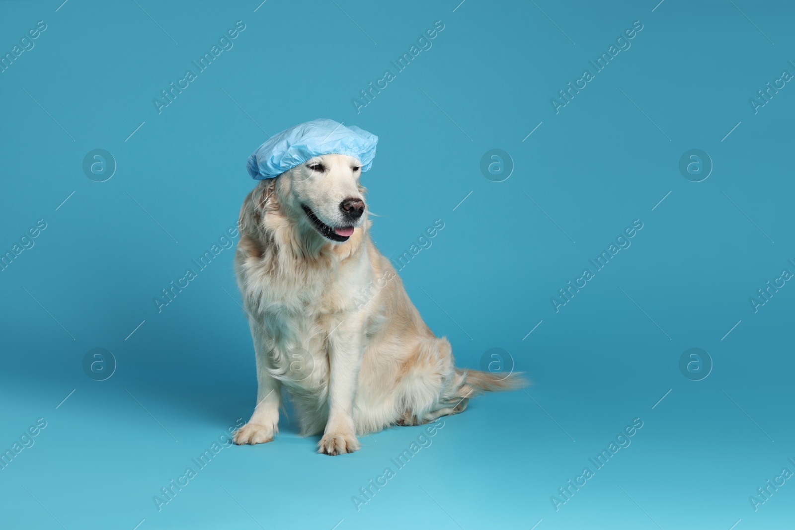 Photo of Cute funny dog in shower cap on light blue background. Space for text