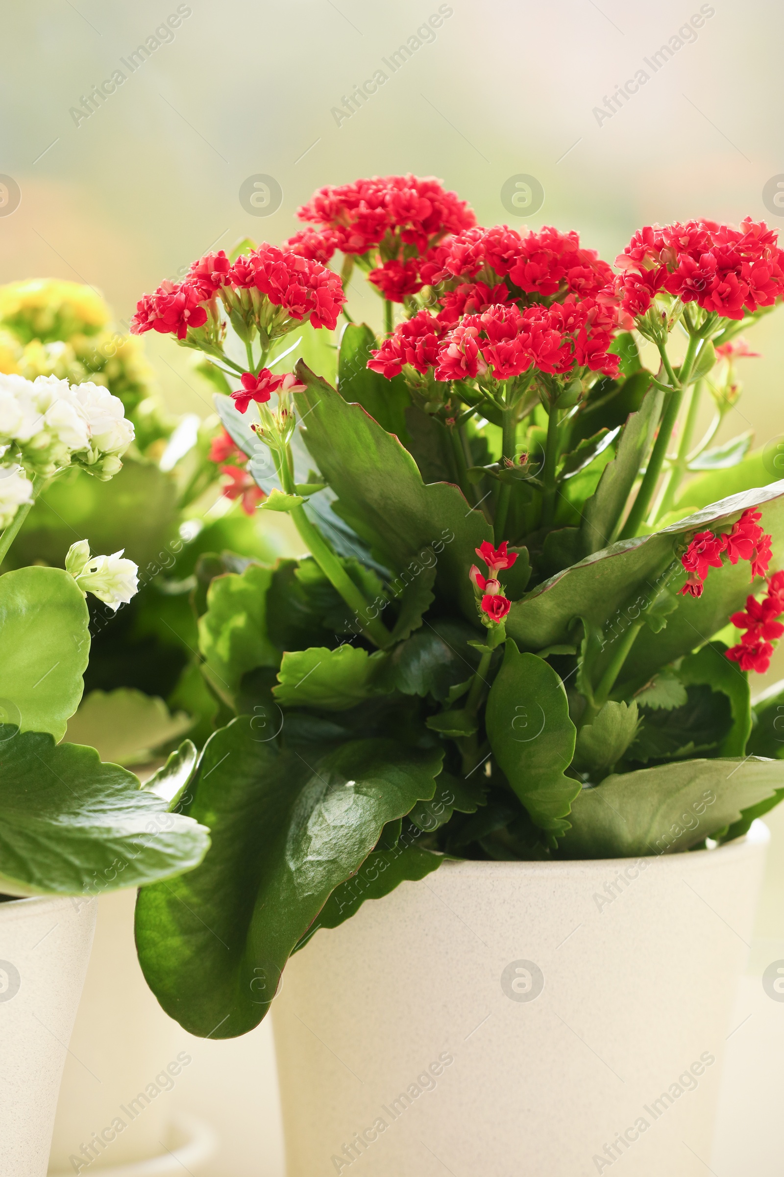 Photo of Different beautiful kalanchoe flowers in pots indoors, closeup