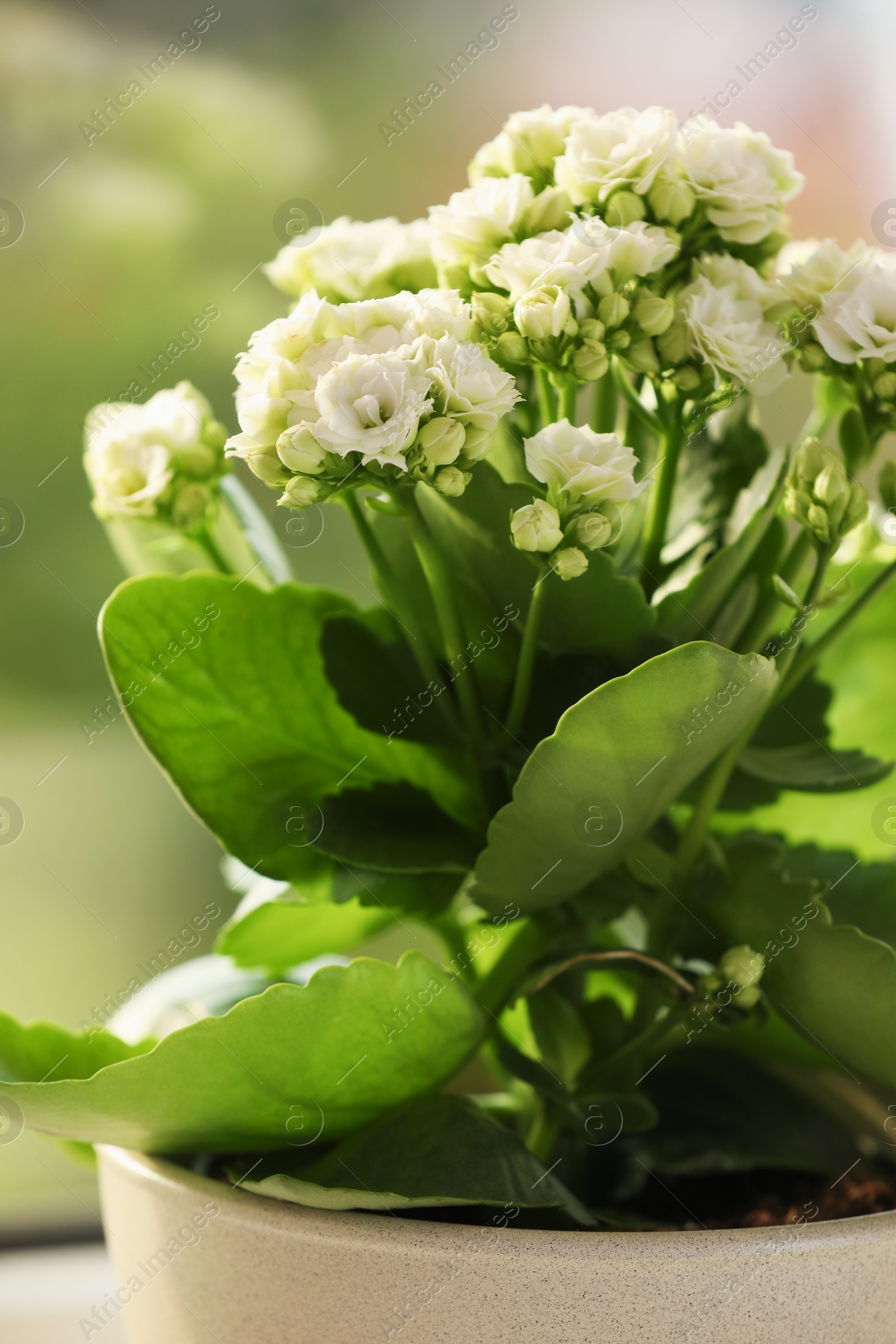 Photo of Beautiful kalanchoe flower in pot near window, closeup