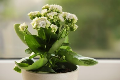 Photo of Beautiful kalanchoe flower in pot near window, closeup