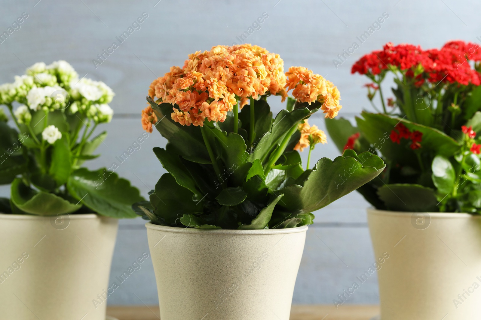 Photo of Different beautiful kalanchoe flowers in pots indoors