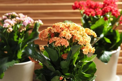 Photo of Different beautiful kalanchoe flowers in pots indoors, closeup