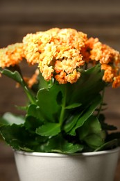 Photo of Beautiful orange kalanchoe flower in pot on blurred background, closeup